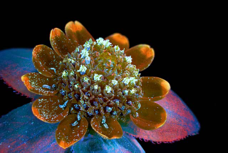 Illustration for article titled The Alien and Eerie Beauty of the Year's Best Microscopic Photos